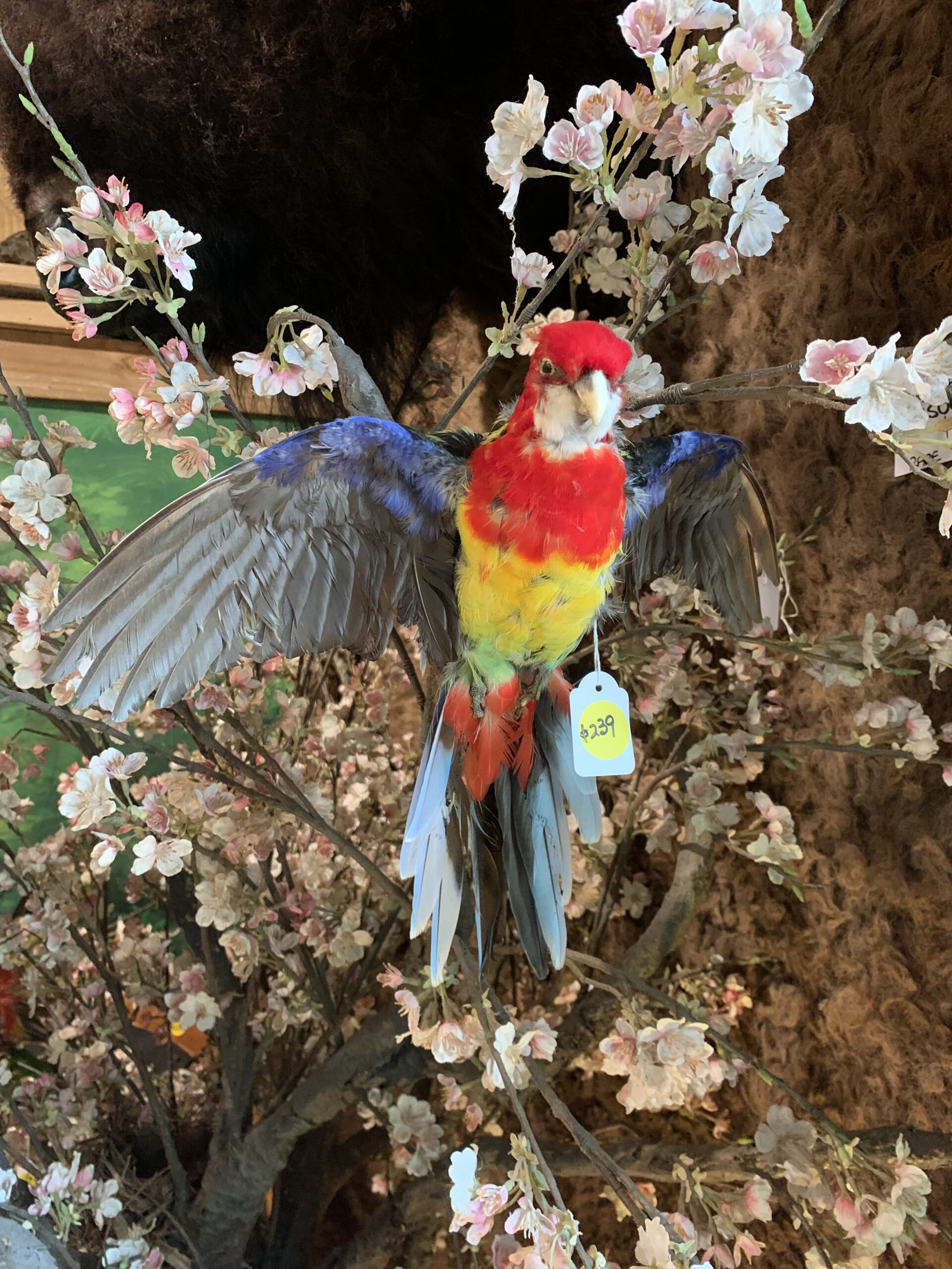 Taxidermy parakeet best sale