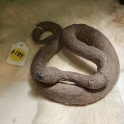 Taxidermy Snake