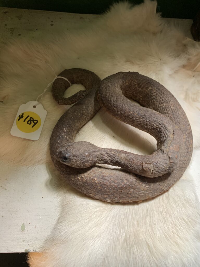 Snapshot of Taxidermy Plastic Snake