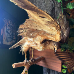Taxidermy Hawk on branch