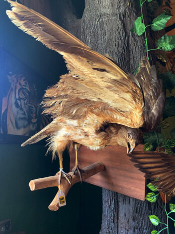 Taxidermy Hawk on branch
