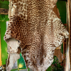 Taxidermy - Snow Leopard pelt
