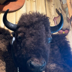 Taxidermy Bison Head