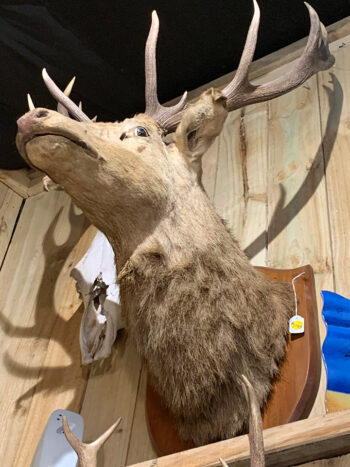 Taxidermy Deer Head