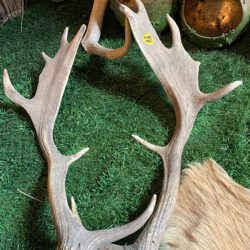 Antlers pair