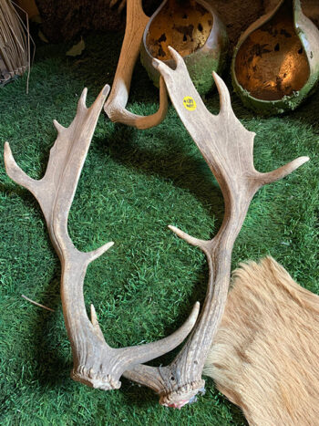 Antlers pair
