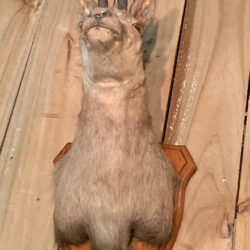 Taxidermy Antelope Head