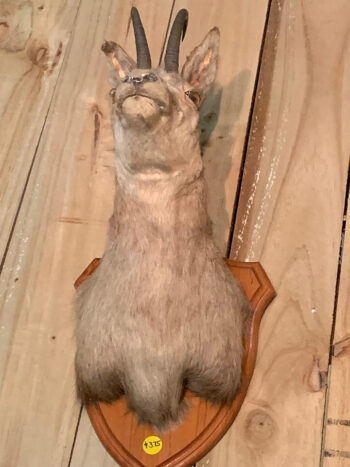 Taxidermy Antelope Head
