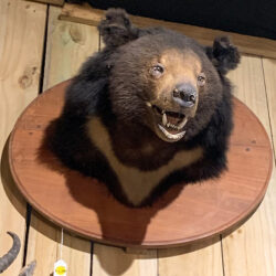 Taxidermy Bear head