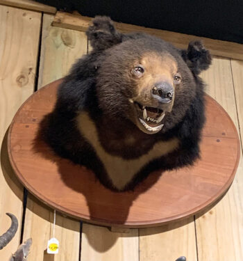 Taxidermy Bear head