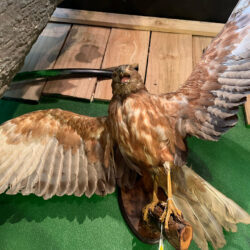 Taxidermy Hawk wings out