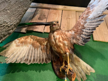 Taxidermy Hawk wings out